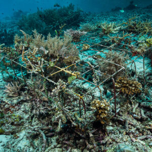Artificial reef frames almost hidden by regrowing branching corals, Misool, Raja Ampat, Indonesia