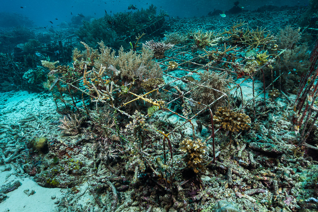 Artificial reef frames almost hidden by regrowing branching corals, Misool, Raja Ampat, Indonesia