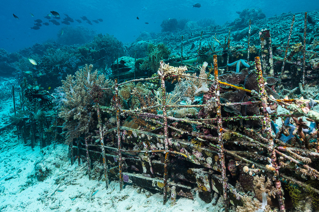 Rusty artificial reef frame on sand with coral growth and fish, Misool, Raja Ampat, Indonesia
