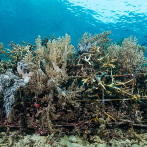 Artificial reef structure entirely covered by soft and hard corals, Misool, Raja Ampat, Indonesia