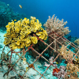 Yellow lettuce coral growing on an artificial reef frame, Misool, Raja Ampat, Indonesia