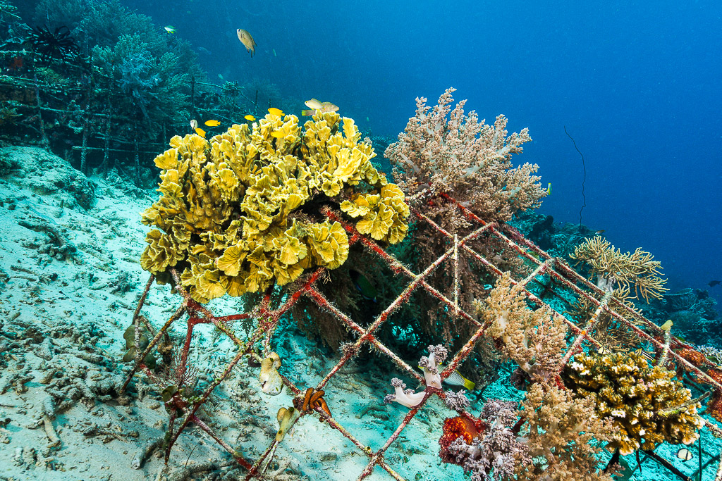 Yellow lettuce coral growing on an artificial reef frame, Misool, Raja Ampat, Indonesia