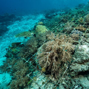 Vue large de structures de récif artificiel le long d’une pente sableuse, Misool, Raja Ampat, Indonésie