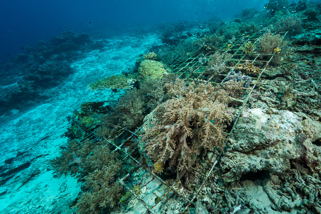 Wide view of artificial reef frames along a sandy reef slope, Misool, Raja Ampat, Indonesia