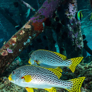 Two diagonal-banded sweetlips under a jetty with Moorish idols, vertical, Misool, Raja Ampat, Indonesia