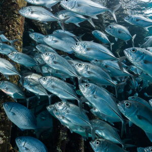 Bigeye trevally schooling along jetty pilings, vertical close view, Misool, Raja Ampat, Indonesia