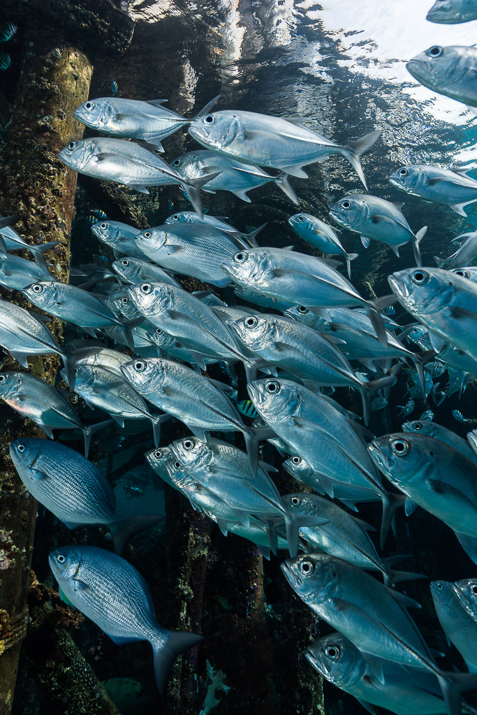 Carangues à gros yeux en banc le long des piliers d’un ponton, vue verticale rapprochée, Misool, Raja Ampat, Indonésie