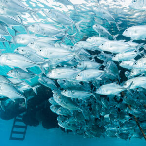 Bigeye trevally school beneath a jetty with ladder visible, vertical, Misool, Raja Ampat, Indonesia