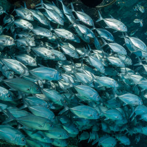 Mur de carangues à gros yeux remplissant le cadre sous un ponton, Misool, Raja Ampat, Indonésie