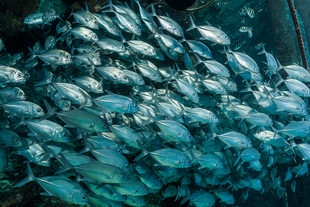 Mur de carangues à gros yeux remplissant le cadre sous un ponton, Misool, Raja Ampat, Indonésie