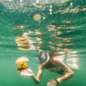 Snorkeler holding a golden jellyfish near the surface, vertical, Misool jellyfish lake, Raja Ampat, Indonesia