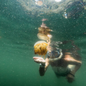 Snorkeler gently cupping golden jellyfish in green lake water, Misool jellyfish lake, Raja Ampat, Indonesia