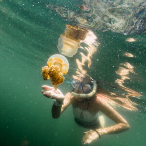 Snorkeler surrounded by golden jellyfish, surface reflections above, Misool jellyfish lake, Raja Ampat, Indonesia