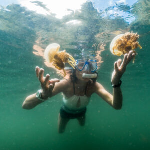 Snorkeler facing camera with a golden jellyfish in each hand, Misool jellyfish lake, Raja Ampat, Indonesia
