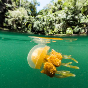 Split shot of a golden jellyfish below jungle-covered lake shore, Misool jellyfish lake, Raja Ampat, Indonesia