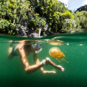 Split shot of a snorkeler with a golden jellyfish below jungle shore, Misool jellyfish lake, Raja Ampat, Indonesia