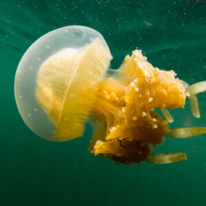 Close-up of a single golden jellyfish in green water, Misool jellyfish lake, Raja Ampat, Indonesia