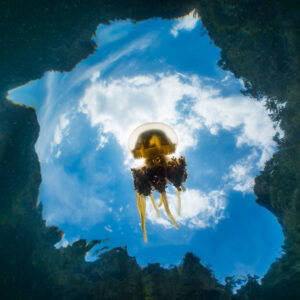 Golden jellyfish silhouetted against the sky seen from below, Misool jellyfish lake, Raja Ampat, Indonesia