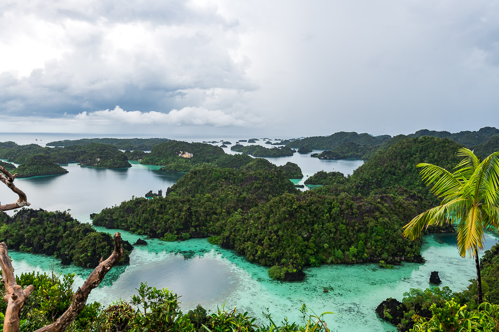 Vue d’un belvédère sur les îles karstiques et lagons peu profonds, palmier à droite, Misool, Raja Ampat, Indonésie