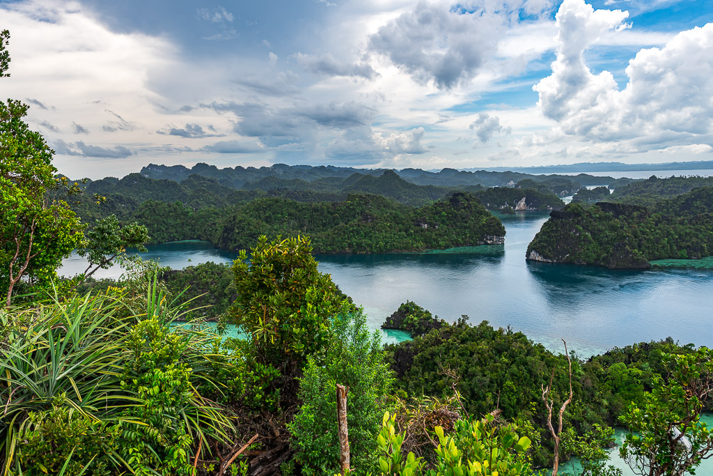 Forested karst islands and lagoon framed by pandanus foliage, Misool, Raja Ampat, Indonesia