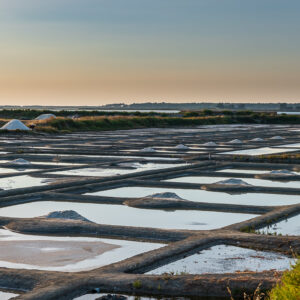 Salt pans with small salt heaps and green shrub in corner at evening, Le Croisic, Brittany, France