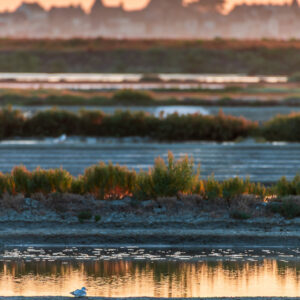 Vertical tower silhouette in pastel haze with small white bird on pan edge, Le Croisic, Brittany, France