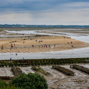 Crowd of shellfish gatherers on sandbanks at low tide behind oyster tables, Le Croisic, Brittany, France