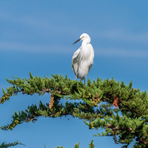 Aigrette garzette perchée au bout d’une branche de cyprès sous un large ciel bleu, Le Croisic, Bretagne, France