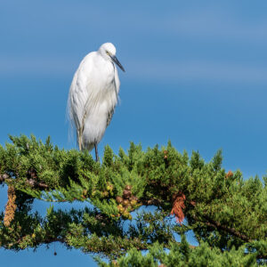 Aigrette garzette debout sur un feuillage de cyprès, plumage légèrement ébouriffé, Le Croisic, Bretagne, France