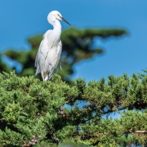 Aigrette garzette au sommet d’un arbre encadrée de branches de conifère floues, Le Croisic, Bretagne, France