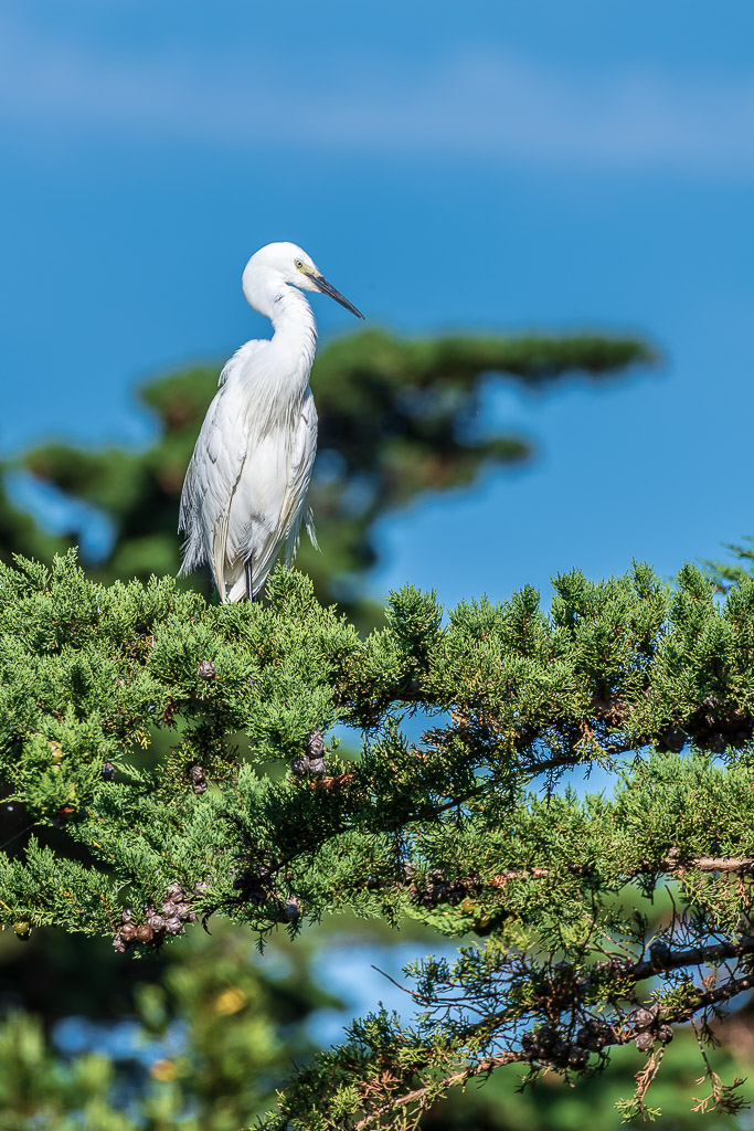 Aigrette garzette au sommet d’un arbre encadrée de branches de conifère floues, Le Croisic, Bretagne, France