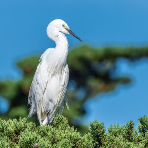 Aigrette garzette au long cou tournée vers la droite devant une branche floue, Le Croisic, Bretagne, France