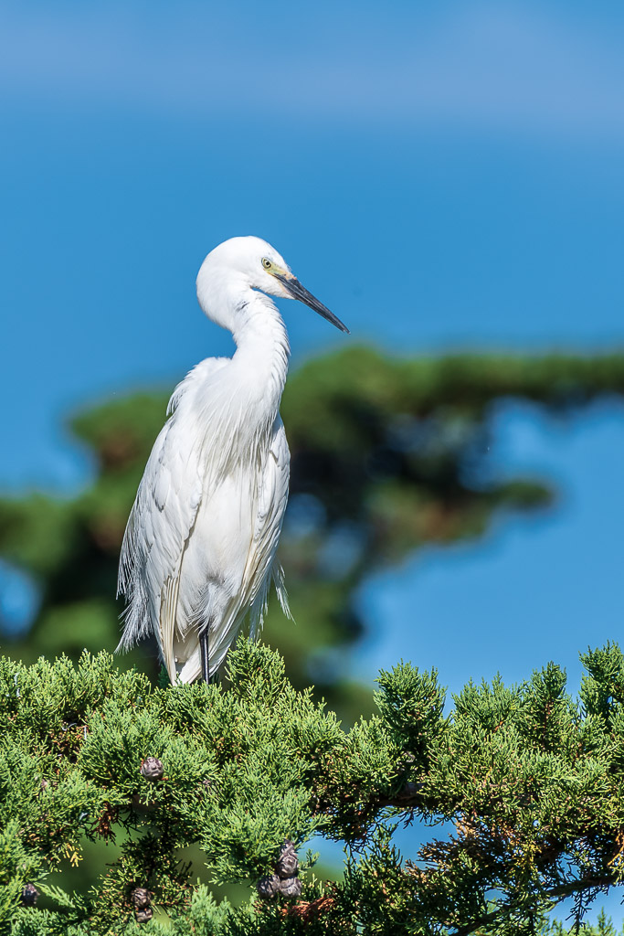 Aigrette garzette au long cou tournée vers la droite devant une branche floue, Le Croisic, Bretagne, France