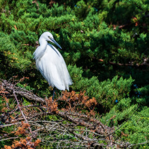 Aigrette garzette à demi cachée dans le feuillage de cyprès et les rameaux roux secs, Le Croisic, Bretagne, France