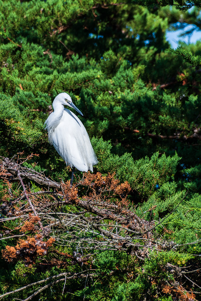 Aigrette garzette à demi cachée dans le feuillage de cyprès et les rameaux roux secs, Le Croisic, Bretagne, France