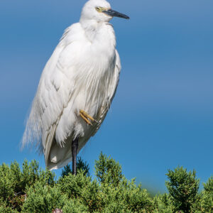 Aigrette garzette au plumage gonflé et aux pieds jaunes tournée vers la droite, Le Croisic, Bretagne, France