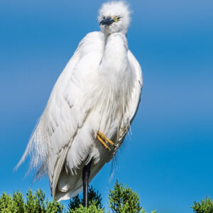 Aigrette garzette de face, plumes de la calotte dressées et plumage ébouriffé, Le Croisic, Bretagne, France