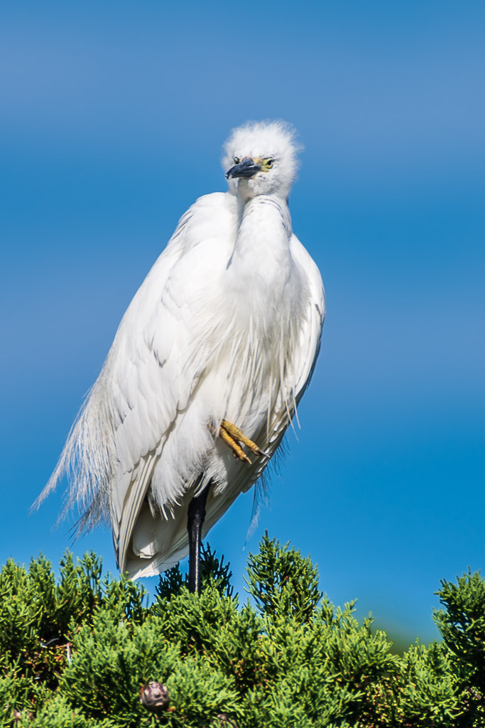 Aigrette garzette de face, plumes de la calotte dressées et plumage ébouriffé, Le Croisic, Bretagne, France