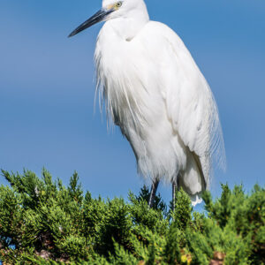 Aigrette garzette dressée tournée vers la gauche, plumes dorsales en dentelle, Le Croisic, Bretagne, France