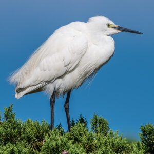 Aigrette garzette penchée en avant au sommet d’un arbre, profil droit, pattes visibles, Le Croisic, Bretagne, France