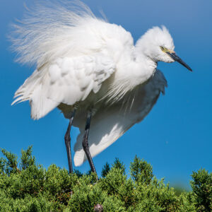Aigrette garzette gonflant ses plumes au sommet d’un arbre, Le Croisic, Bretagne, France
