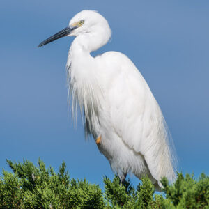 Aigrette garzette au cou en S tournée vers la gauche au sommet d’un arbre, Le Croisic, Bretagne, France
