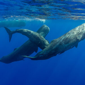Trois cachalots nageant ensemble sous la surface dans le grand bleu, Flic-en-Flac, île Maurice