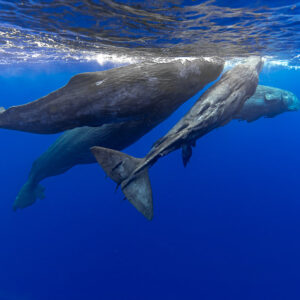 Pod of sperm whales swimming in line just beneath the surface, flukes visible, Flic-en-Flac, Mauritius