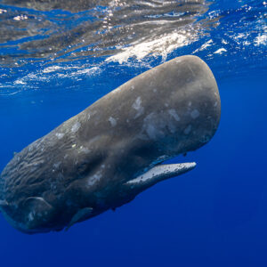 Close-up of a scarred sperm whale with its narrow lower jaw open, Flic-en-Flac, Mauritius
