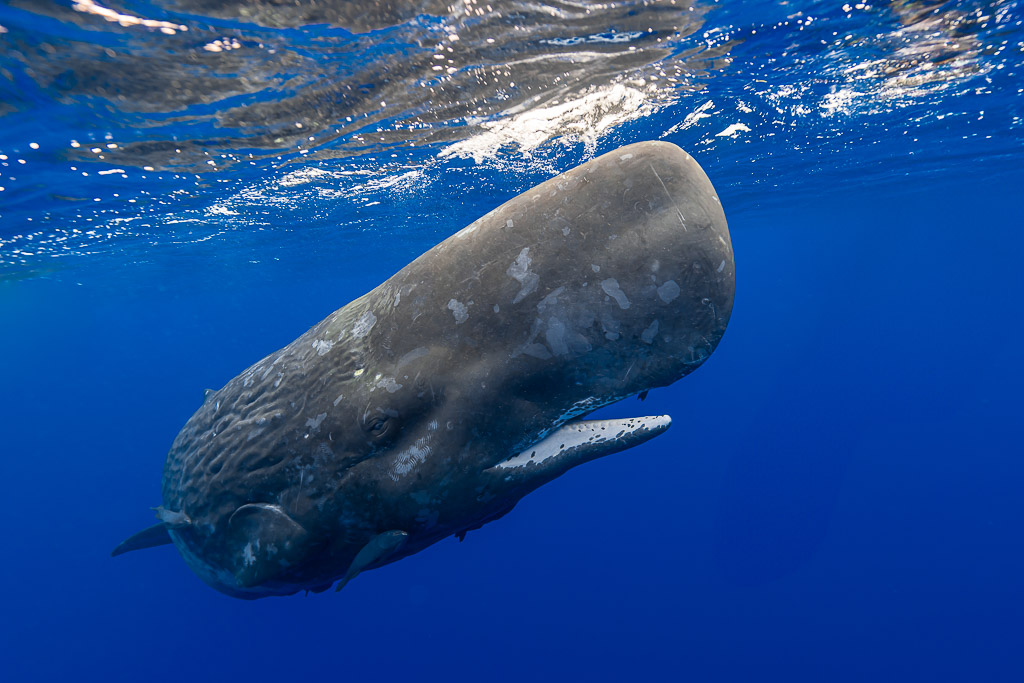 Close-up of a scarred sperm whale with its narrow lower jaw open, Flic-en-Flac, Mauritius