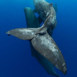Sperm whales in a tight vertical group, fluke spread in front, vertical frame, Flic-en-Flac, Mauritius