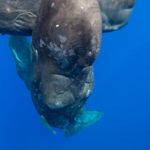 Head-on view of a sperm whale descending among its group, vertical frame, Flic-en-Flac, Mauritius