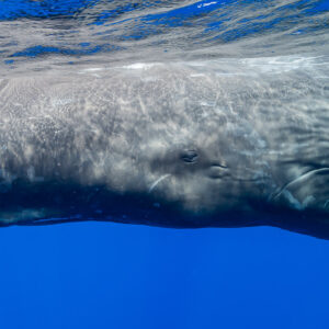 Close-up of a sperm whale flank and eye just below the rippled surface, Flic-en-Flac, Mauritius