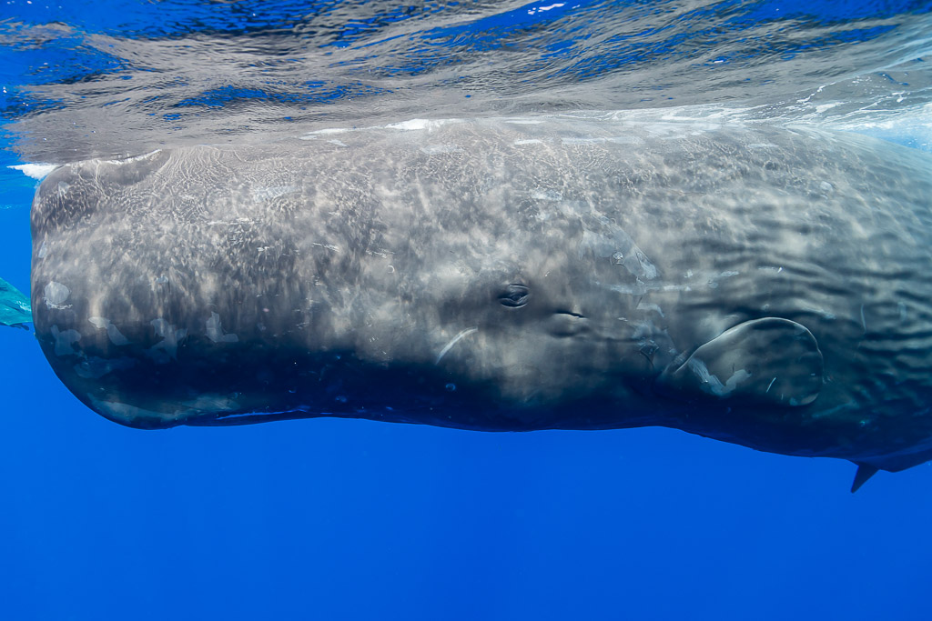 Close-up of a sperm whale flank and eye just below the rippled surface, Flic-en-Flac, Mauritius